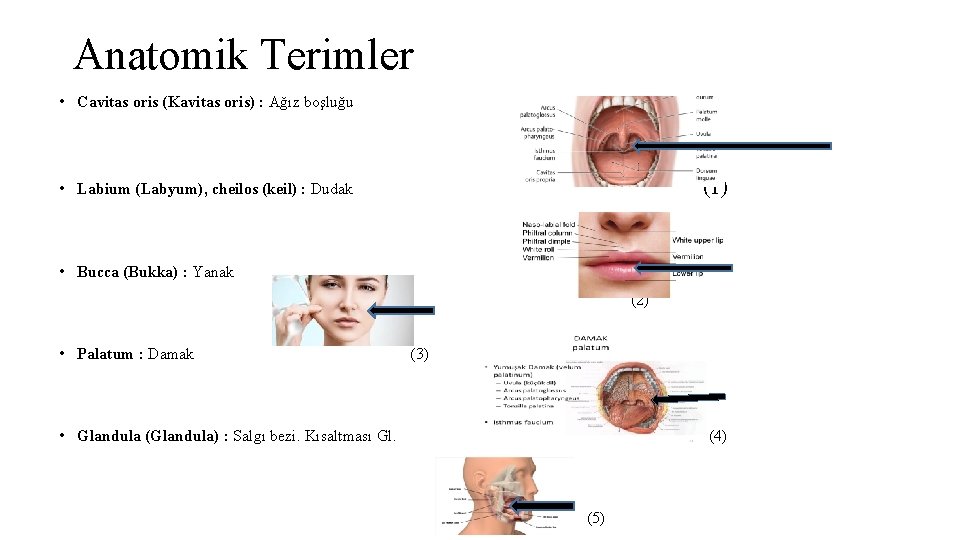 Anatomik Terimler • Cavitas oris (Kavitas oris) : Ağız boşluğu • Labium (Labyum), cheilos