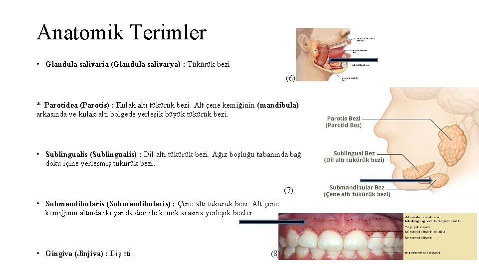 Anatomik Terimler • Glandula salivaria (Glandula salivarya) : Tükürük bezi (6) * Parotidea (Parotis)