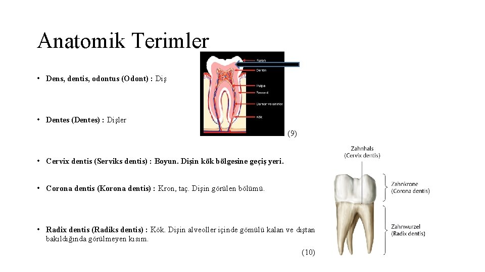 Anatomik Terimler • Dens, dentis, odontus (Odont) : Diş • Dentes (Dentes) : Dişler