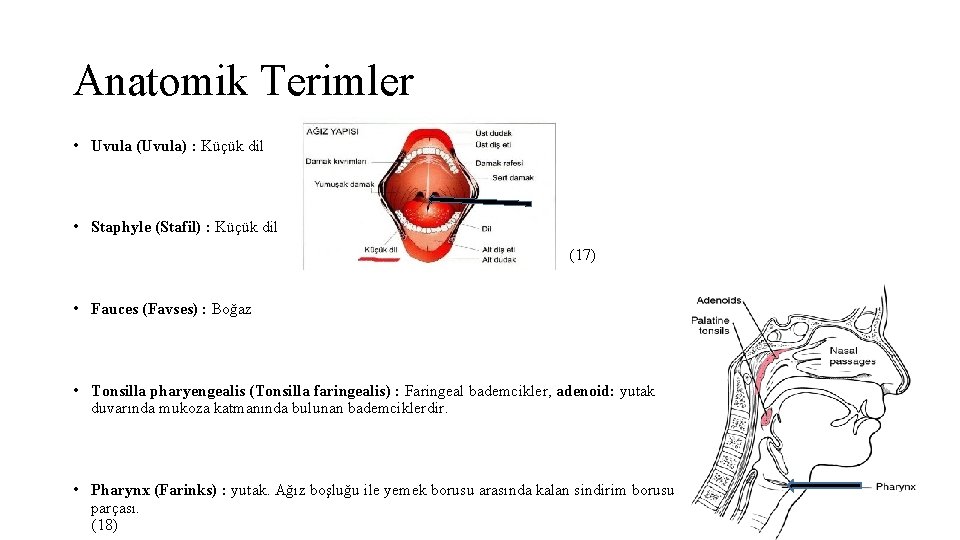 Anatomik Terimler • Uvula (Uvula) : Küçük dil • Staphyle (Stafil) : Küçük dil