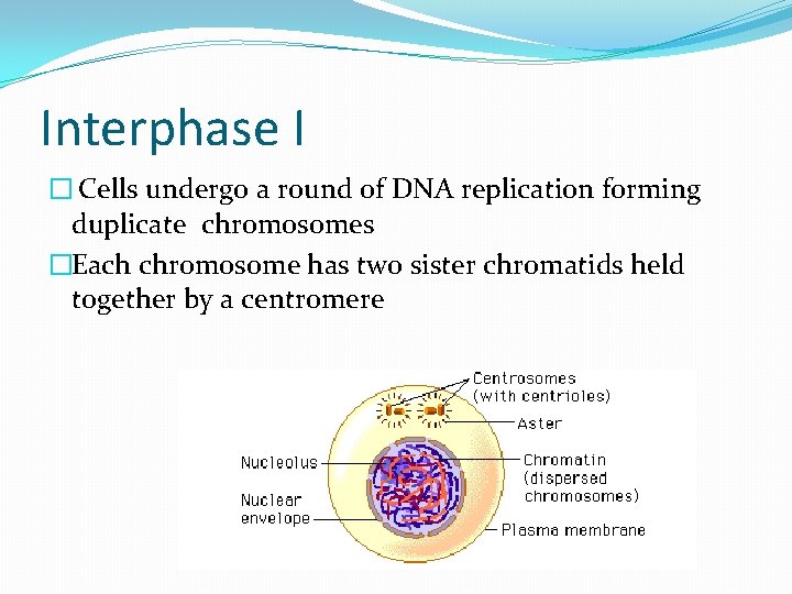 Interphase I � Cells undergo a round of DNA replication forming duplicate chromosomes �Each