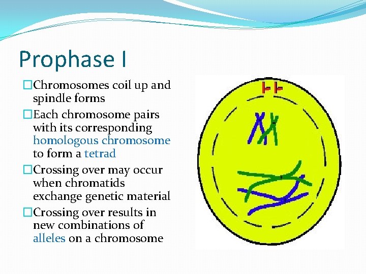 Prophase I �Chromosomes coil up and spindle forms �Each chromosome pairs with its corresponding