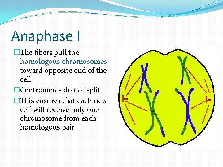 Anaphase I �The fibers pull the homologous chromosomes toward opposite end of the cell
