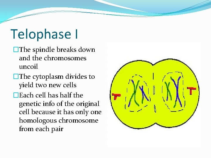 Telophase I �The spindle breaks down and the chromosomes uncoil �The cytoplasm divides to