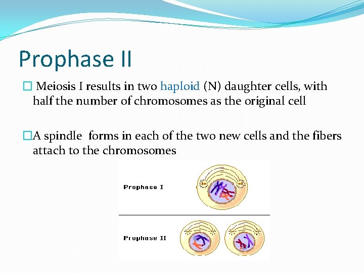 Prophase II � Meiosis I results in two haploid (N) daughter cells, with half