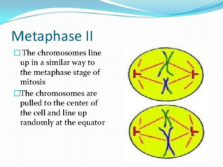 Metaphase II � The chromosomes line up in a similar way to the metaphase