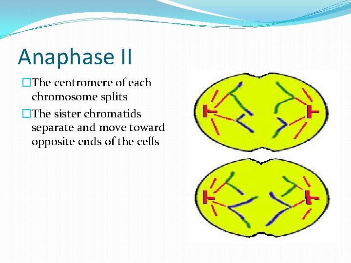 Anaphase II �The centromere of each chromosome splits �The sister chromatids separate and move