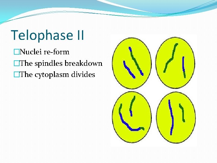 Telophase II �Nuclei re-form �The spindles breakdown �The cytoplasm divides 