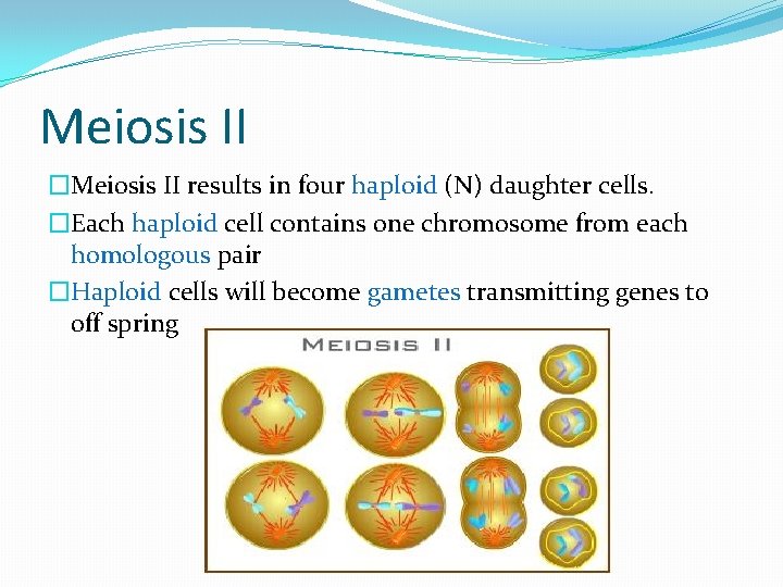 Meiosis II �Meiosis II results in four haploid (N) daughter cells. �Each haploid cell