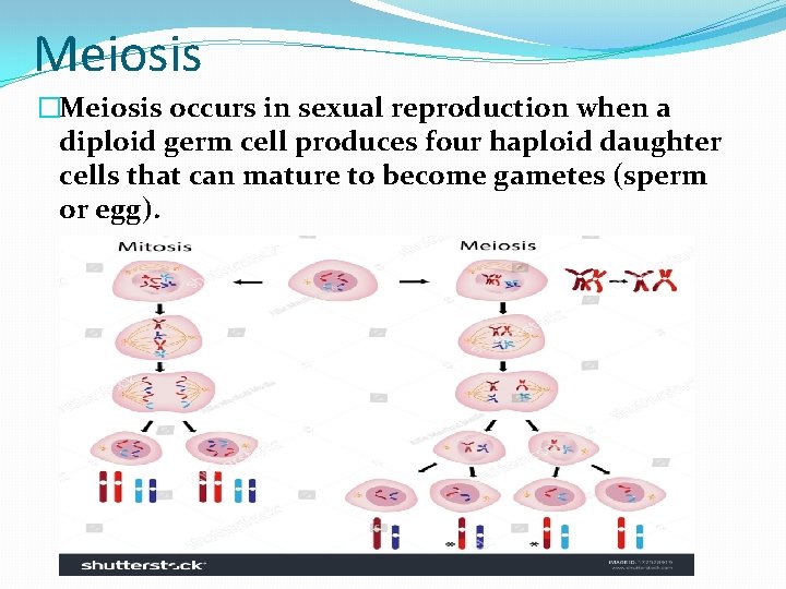 Meiosis �Meiosis occurs in sexual reproduction when a diploid germ cell produces four haploid