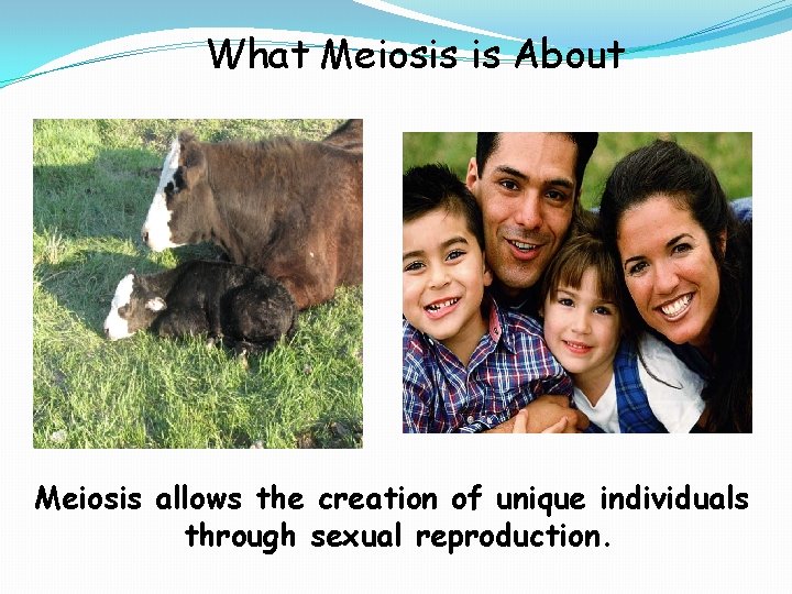 What Meiosis is About Meiosis allows the creation of unique individuals through sexual reproduction.