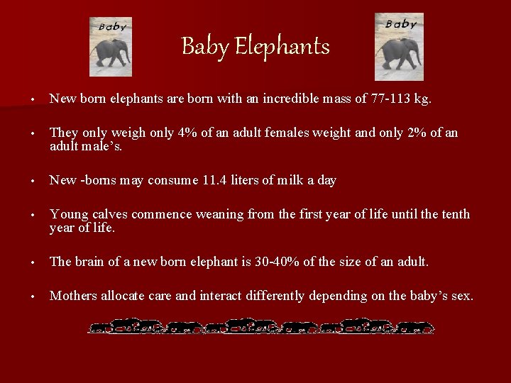 Baby Elephants • New born elephants are born with an incredible mass of 77
