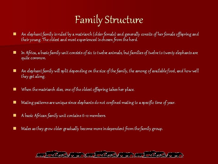 Family Structure n An elephant family is ruled by a matriarch (older female) and