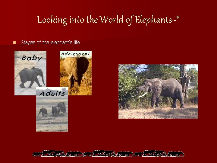 Looking into the World of Elephants~* n Stages of the elephant’s life 