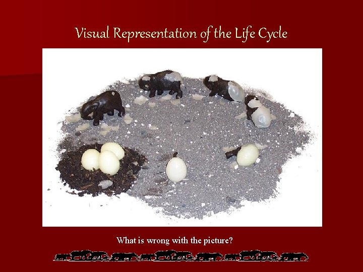 Visual Representation of the Life Cycle What is wrong with the picture? 