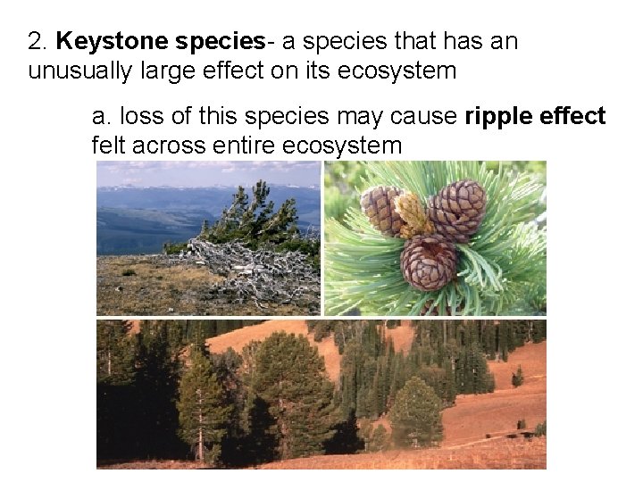 2. Keystone species- a species that has an unusually large effect on its ecosystem