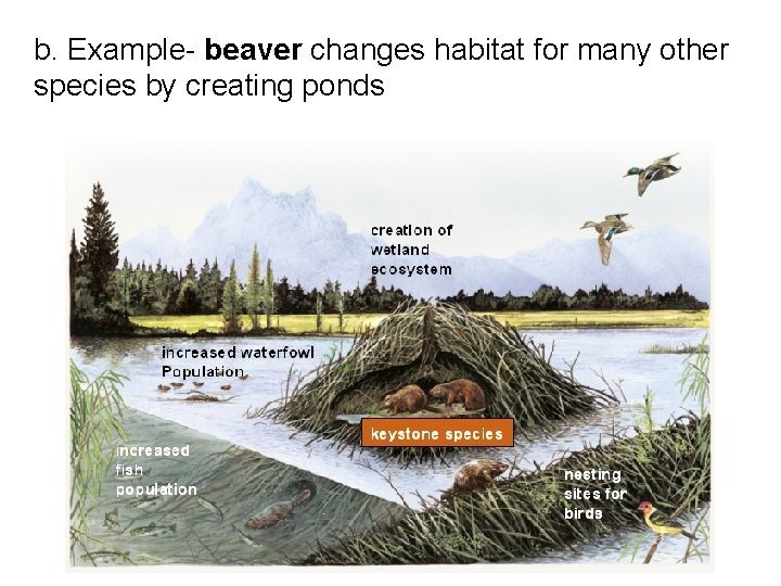 b. Example- beaver changes habitat for many other species by creating ponds 