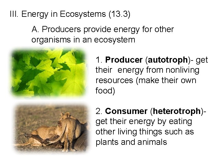 III. Energy in Ecosystems (13. 3) A. Producers provide energy for other organisms in