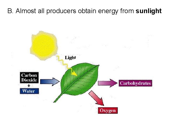 B. Almost all producers obtain energy from sunlight 