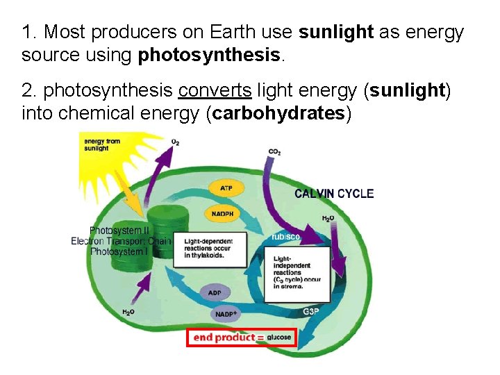 1. Most producers on Earth use sunlight as energy source using photosynthesis. 2. photosynthesis