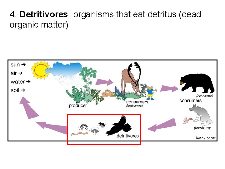 4. Detritivores- organisms that eat detritus (dead organic matter) 