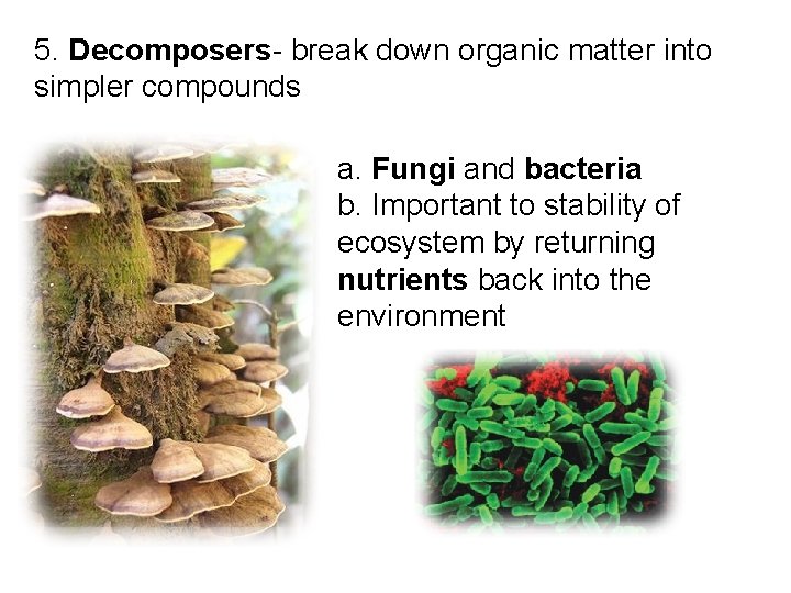 5. Decomposers- break down organic matter into simpler compounds a. Fungi and bacteria b.