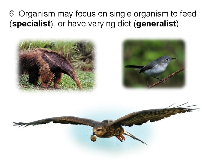 6. Organism may focus on single organism to feed (specialist), or have varying diet