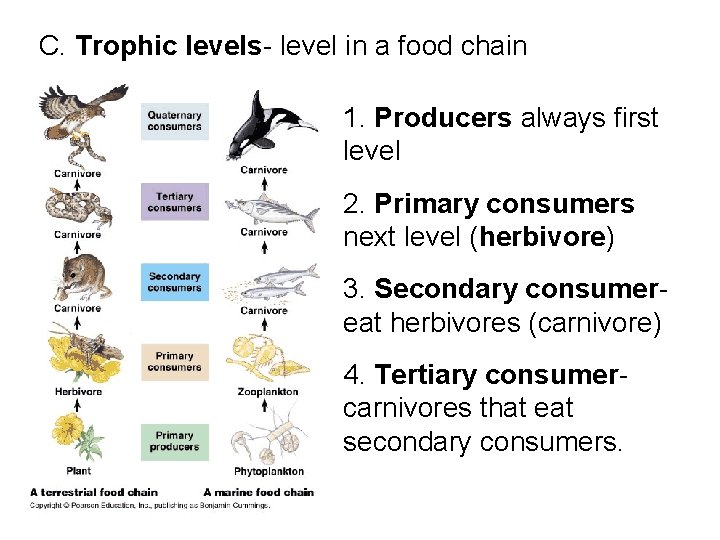  C. Trophic levels- level in a food chain 1. Producers always first level