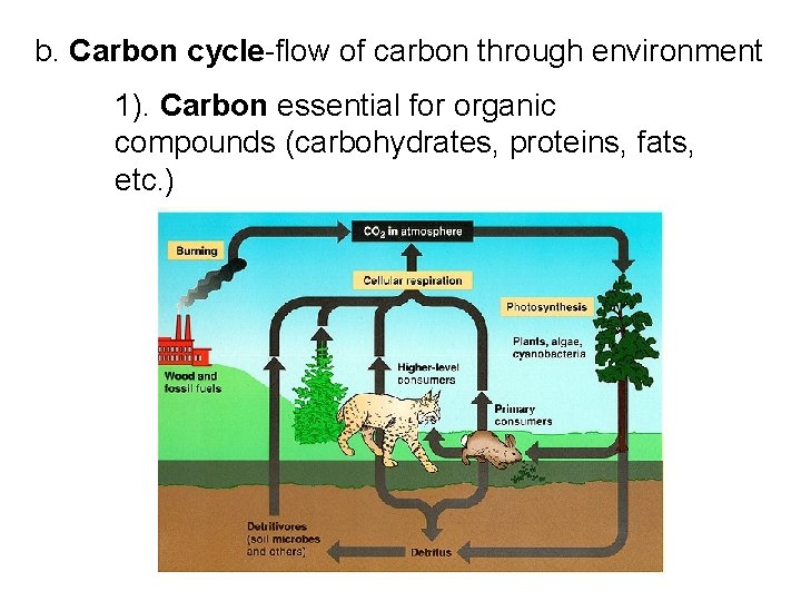 b. Carbon cycle-flow of carbon through environment 1). Carbon essential for organic compounds (carbohydrates,