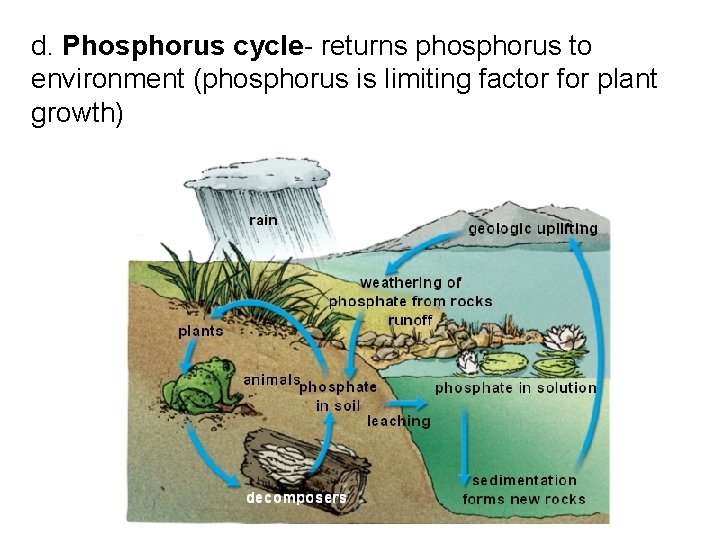 d. Phosphorus cycle- returns phosphorus to environment (phosphorus is limiting factor for plant growth)