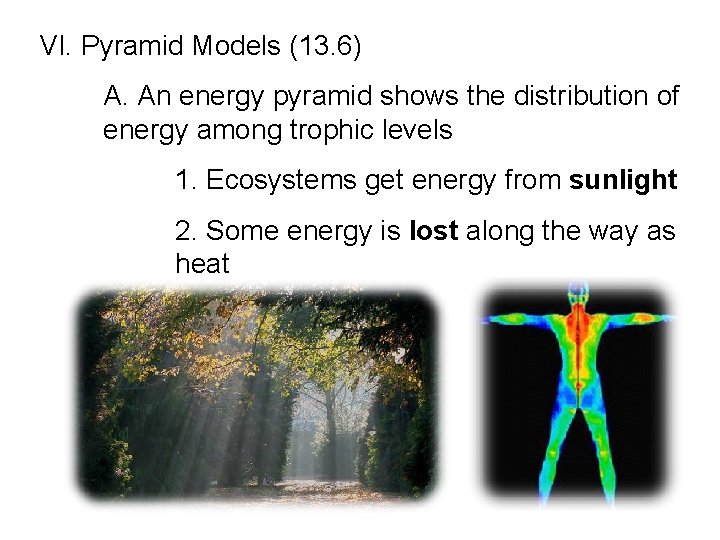  VI. Pyramid Models (13. 6) A. An energy pyramid shows the distribution of