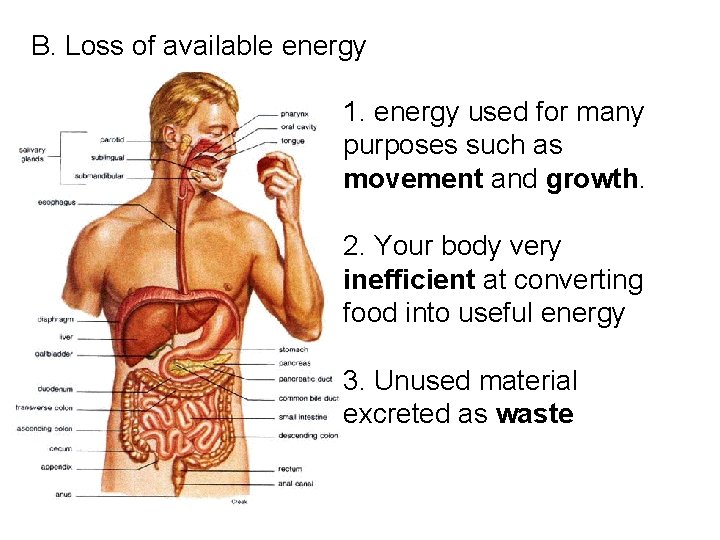 B. Loss of available energy 1. energy used for many purposes such as movement