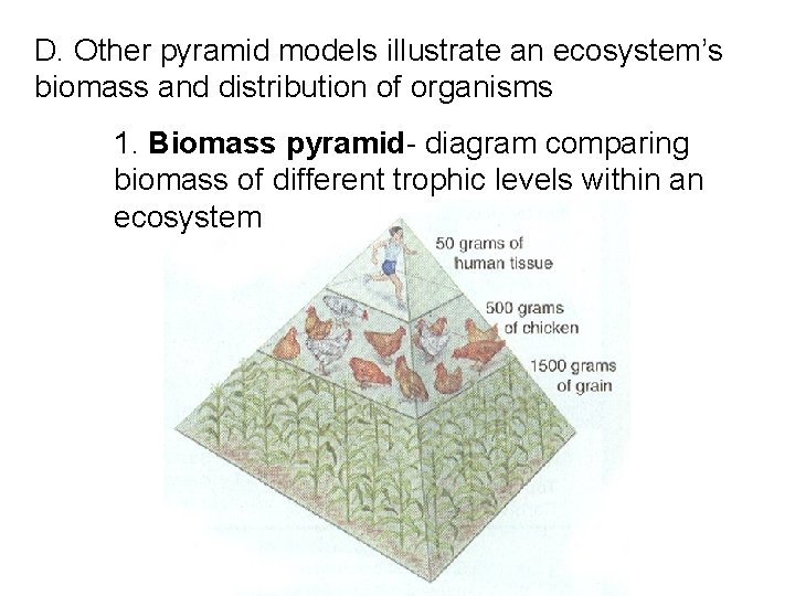 D. Other pyramid models illustrate an ecosystem’s biomass and distribution of organisms 1. Biomass