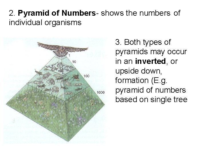 2. Pyramid of Numbers- shows the numbers of individual organisms 3. Both types of