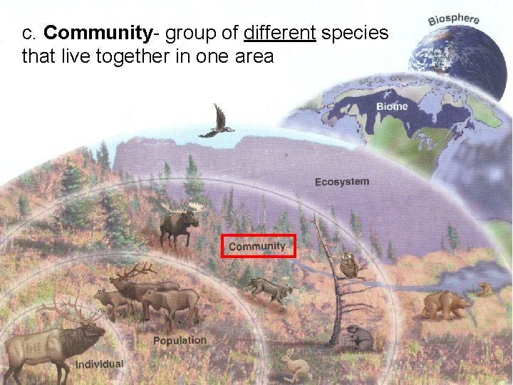 c. Community- group of different species that live together in one area 