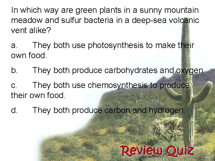 In which way are green plants in a sunny mountain meadow and sulfur bacteria