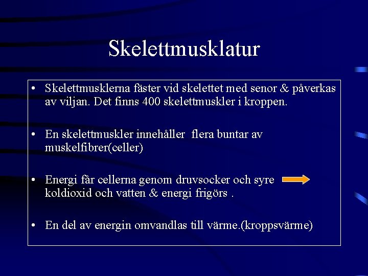 Skelettmusklatur • Skelettmusklerna fäster vid skelettet med senor & påverkas av viljan. Det finns