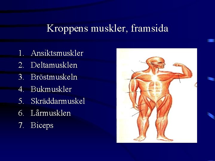 Kroppens muskler, framsida 1. 2. 3. 4. 5. 6. 7. Ansiktsmuskler Deltamusklen Bröstmuskeln Bukmuskler