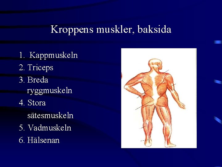 Kroppens muskler, baksida 1. Kappmuskeln 2. Triceps 3. Breda ryggmuskeln 4. Stora sätesmuskeln 5.