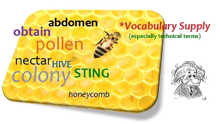 abdomen obtain pollen nectar. HIVE colony STING honeycomb *Vocabulary Supply (especially technical terms) abdomen obtain pollen nectar. HIVE colony STING honeycomb *Vocabulary Supply (especially technical terms)