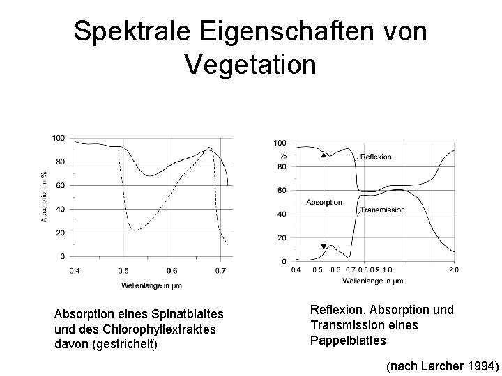 Spektrale Eigenschaften von Vegetation Absorption eines Spinatblattes und des Chlorophyllextraktes davon (gestrichelt) Reflexion, Absorption