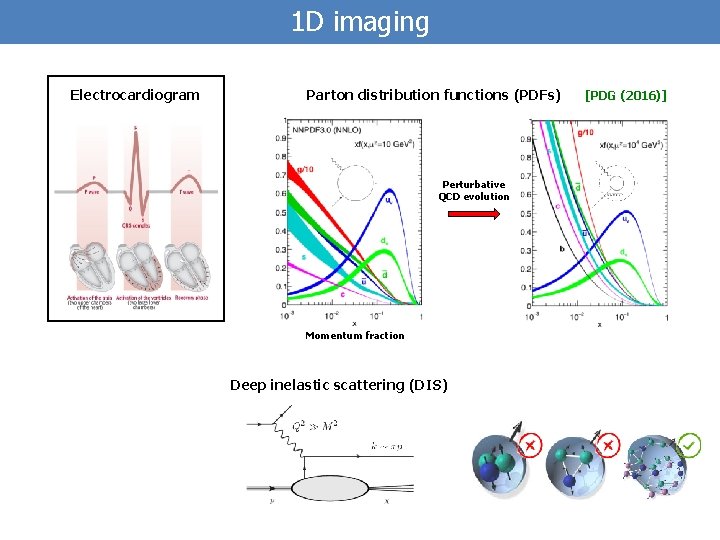 1 D imaging Electrocardiogram Parton distribution functions (PDFs) Perturbative QCD evolution Momentum fraction Deep