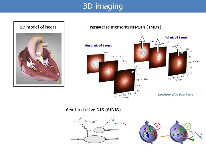 3 D imaging 3 D model of heart Transverse momentum PDFs (TMDs) Polarized target