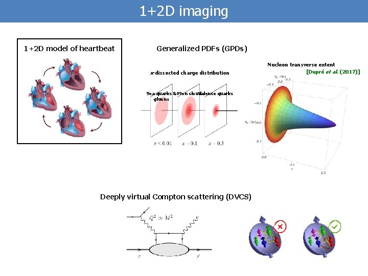 1+2 D imaging 1+2 D model of heartbeat Generalized PDFs (GPDs) x-dissected charge distribution