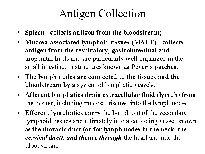Antigen Collection • Spleen - collects antigen from the bloodstream; • Mucosa-associated lymphoid tissues