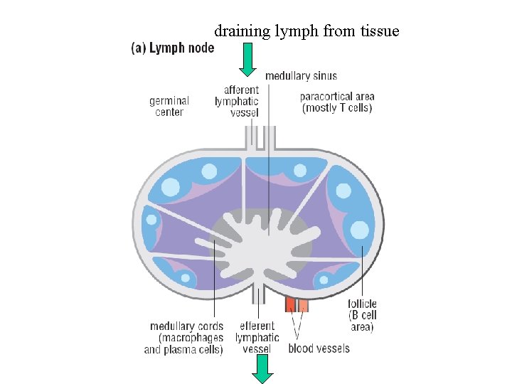 draining lymph from tissue 