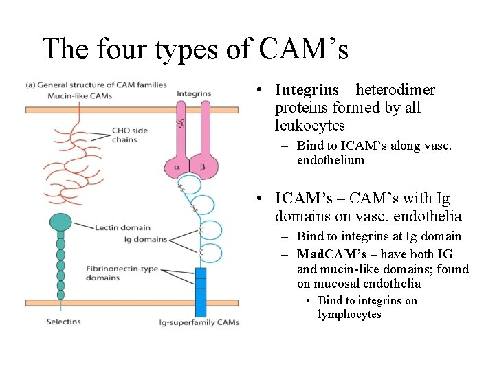 The four types of CAM’s • Integrins – heterodimer proteins formed by all leukocytes