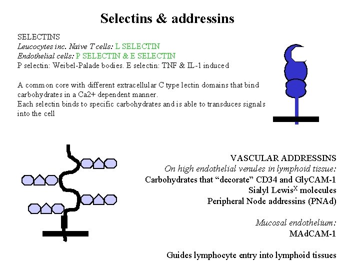 Selectins & addressins SELECTINS Leucocytes inc. Naive T cells: L SELECTIN Endothelial cells: P