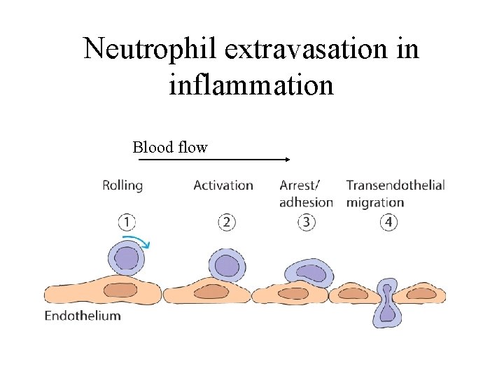 Neutrophil extravasation in inflammation Blood flow 