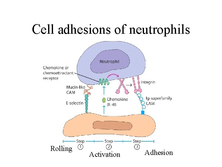 Cell adhesions of neutrophils Rolling Activation Adhesion 